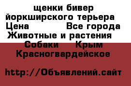 щенки бивер йоркширского терьера › Цена ­ 8 000 - Все города Животные и растения » Собаки   . Крым,Красногвардейское